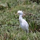 Safari Masai Mara 2016 - Kuhreiher 