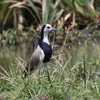 Safari Masai Mara 2016 - Langzehenkiebitz 