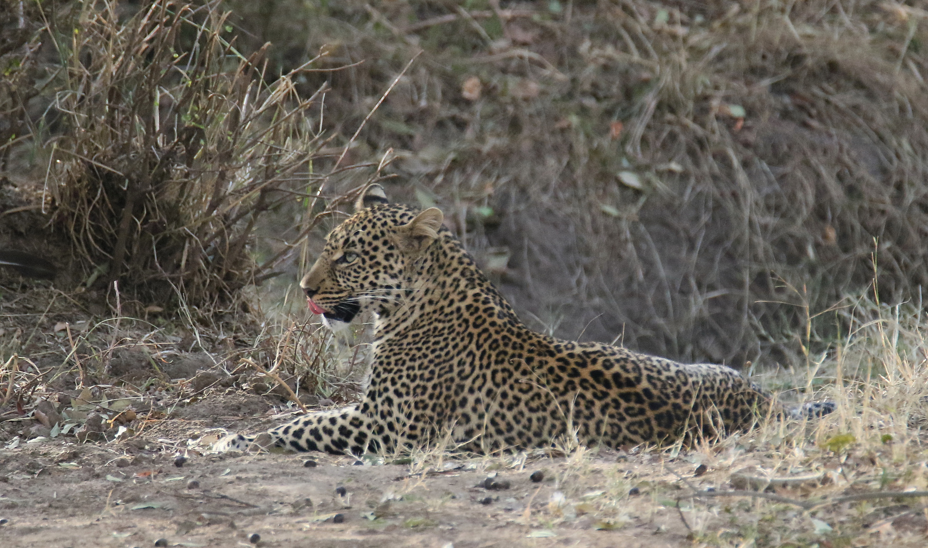 Safari Masai Mara 2016 - Leopard