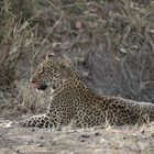 Safari Masai Mara 2016 - Leopard