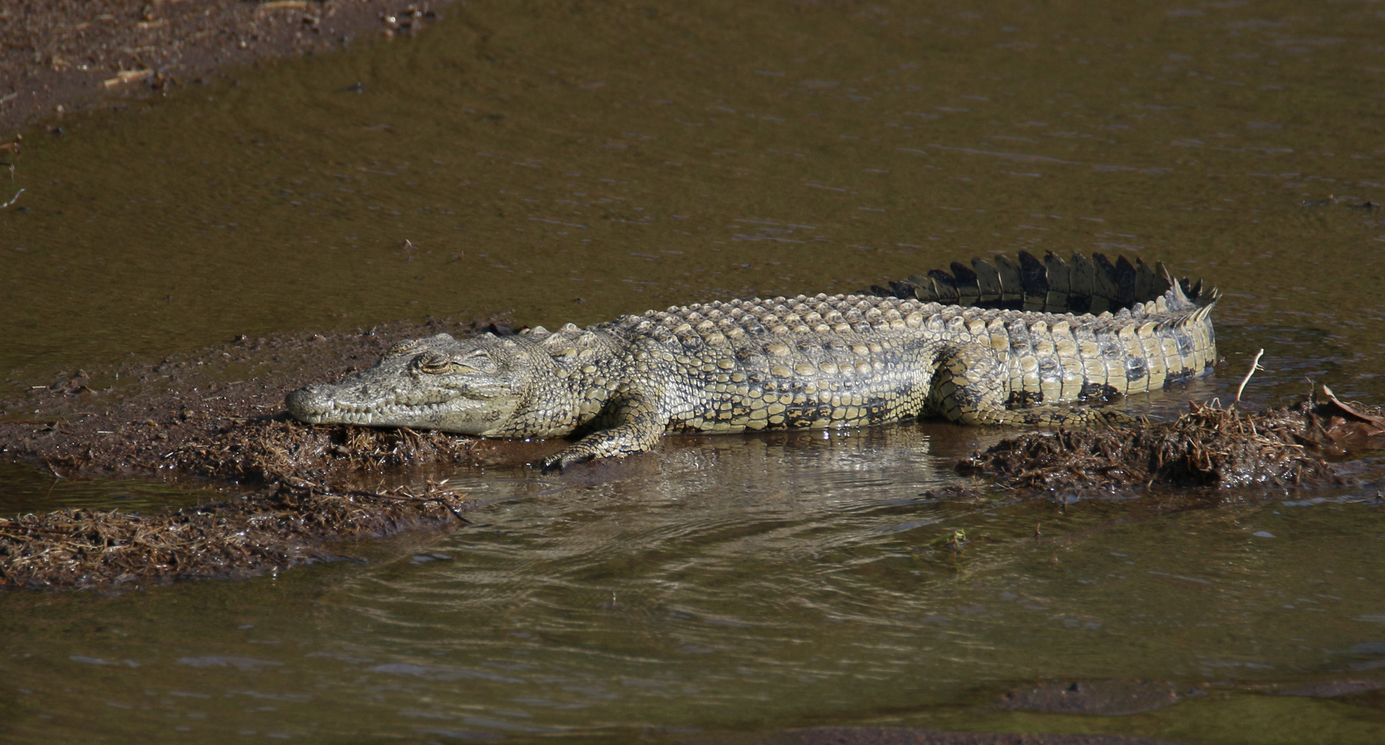 Safari Masai Mara 2016 - Nilkrokodil 