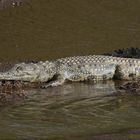 Safari Masai Mara 2016 - Nilkrokodil 