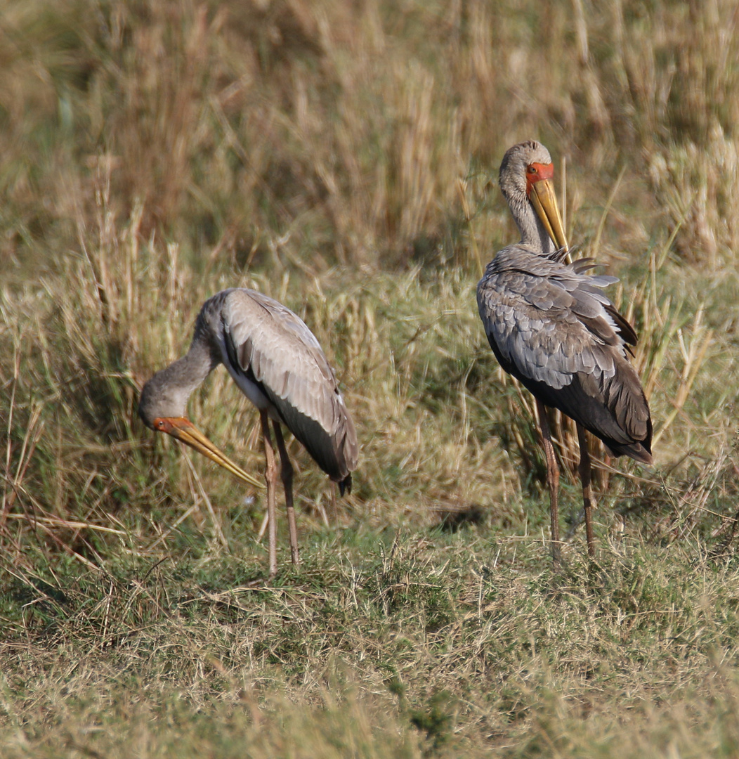 Safari Masai Mara 2016 - Nimmersatt - Jungvögel