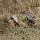 Safari Masai Mara 2016 - Nimmersatt - Jungvögel