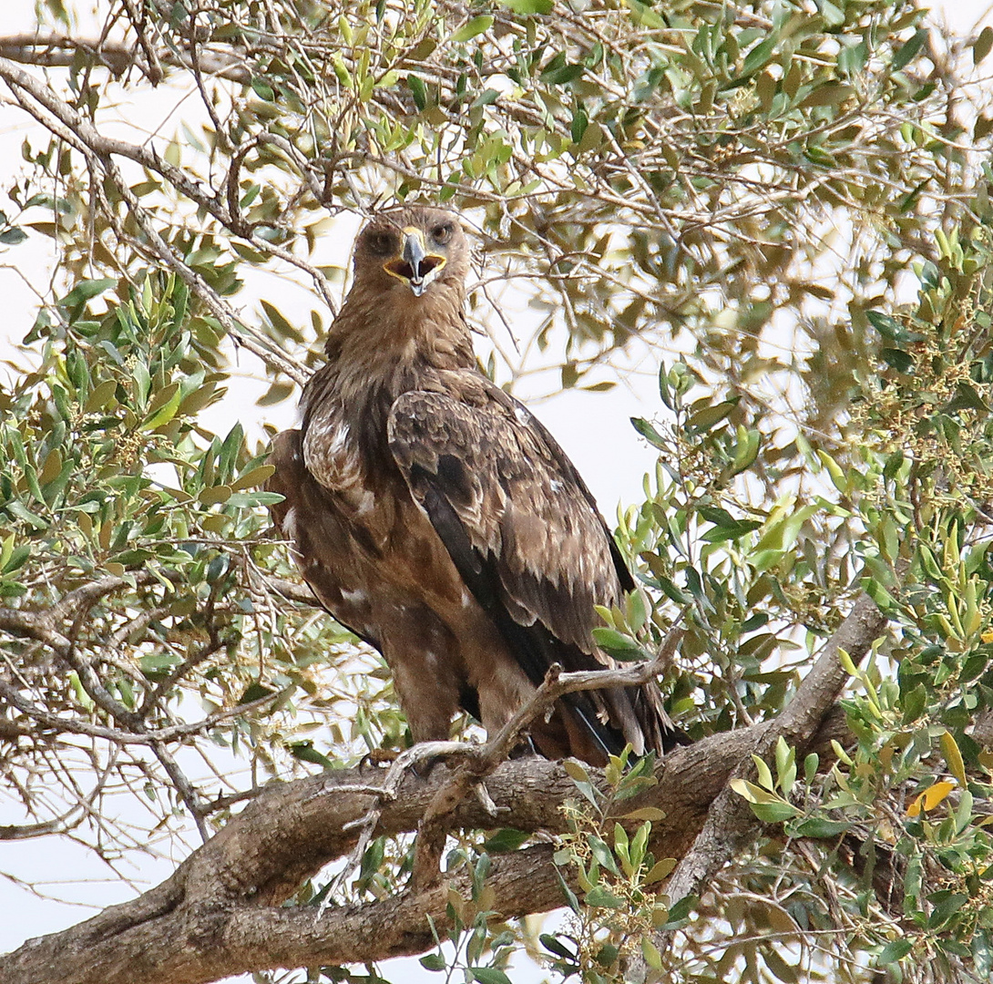 Safari Masai Mara 2016 - Raubadler 