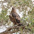 Safari Masai Mara 2016 - Raubadler 