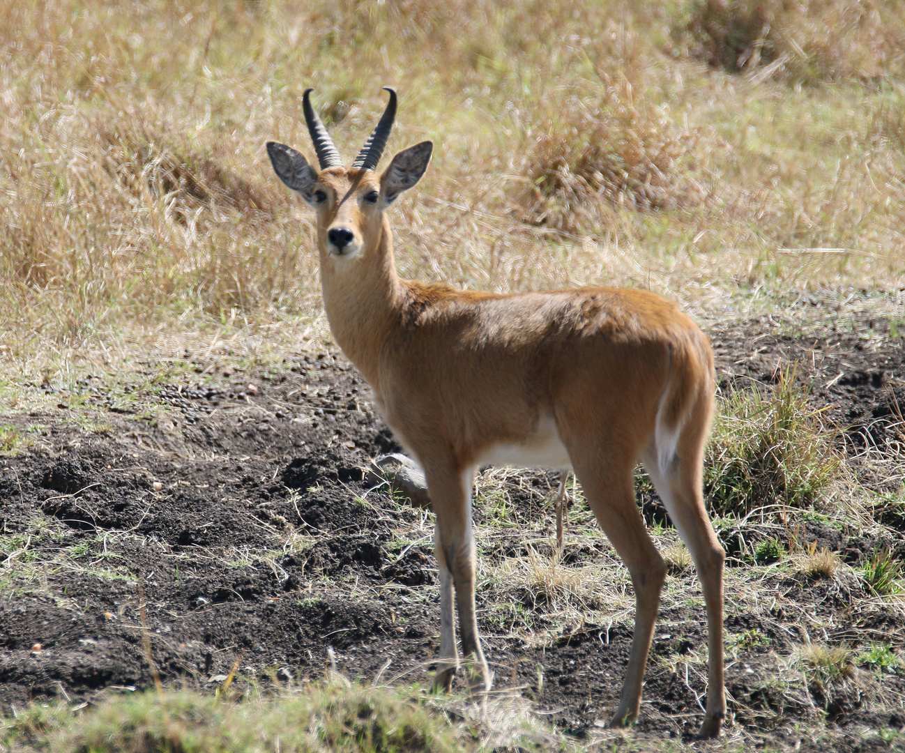 Safari Masai Mara 2016 - Riedbock - Männchen