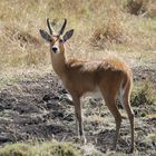 Safari Masai Mara 2016 - Riedbock - Männchen