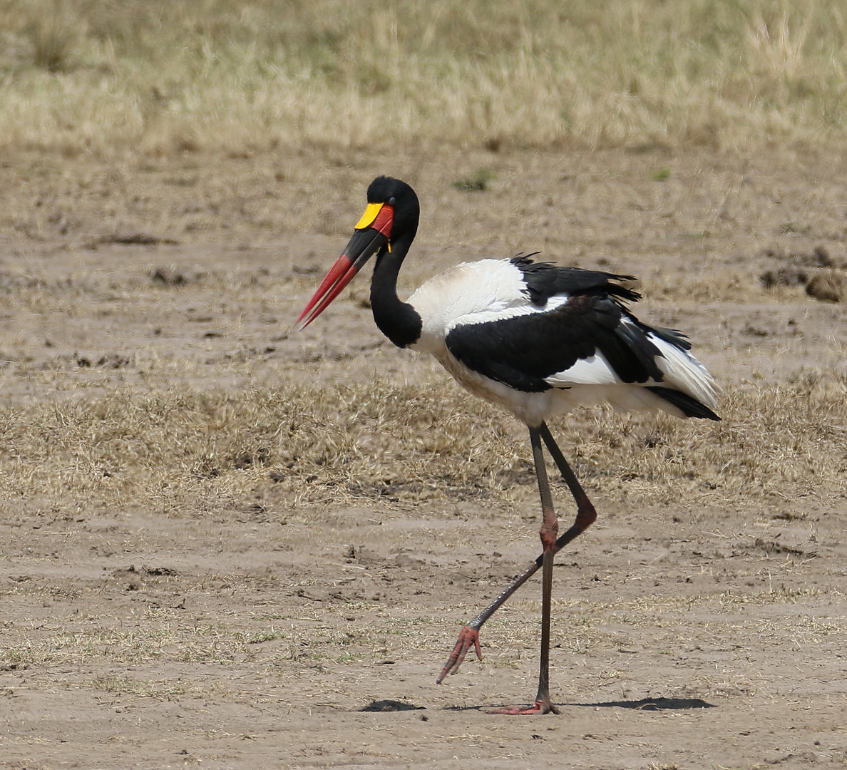 Safari Masai Mara 2016 - Sattelstorch 