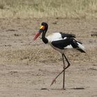 Safari Masai Mara 2016 - Sattelstorch 