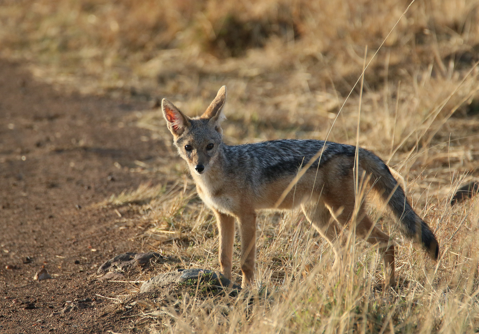 Safari Masai Mara 2016 - Schabrackenschakal