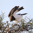 Safari Masai mara 2016 - Schwarzbrust-Schlangenadler 