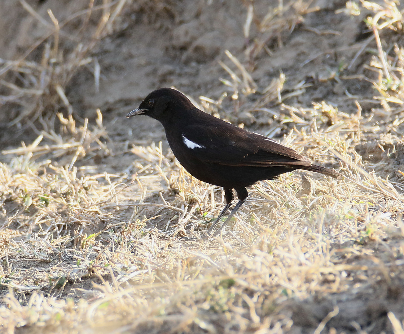 Safari Masai Mara 2016 - Sooty chat - Hadesschmätzer - Männchen