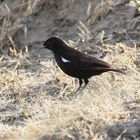 Safari Masai Mara 2016 - Sooty chat - Hadesschmätzer - Männchen