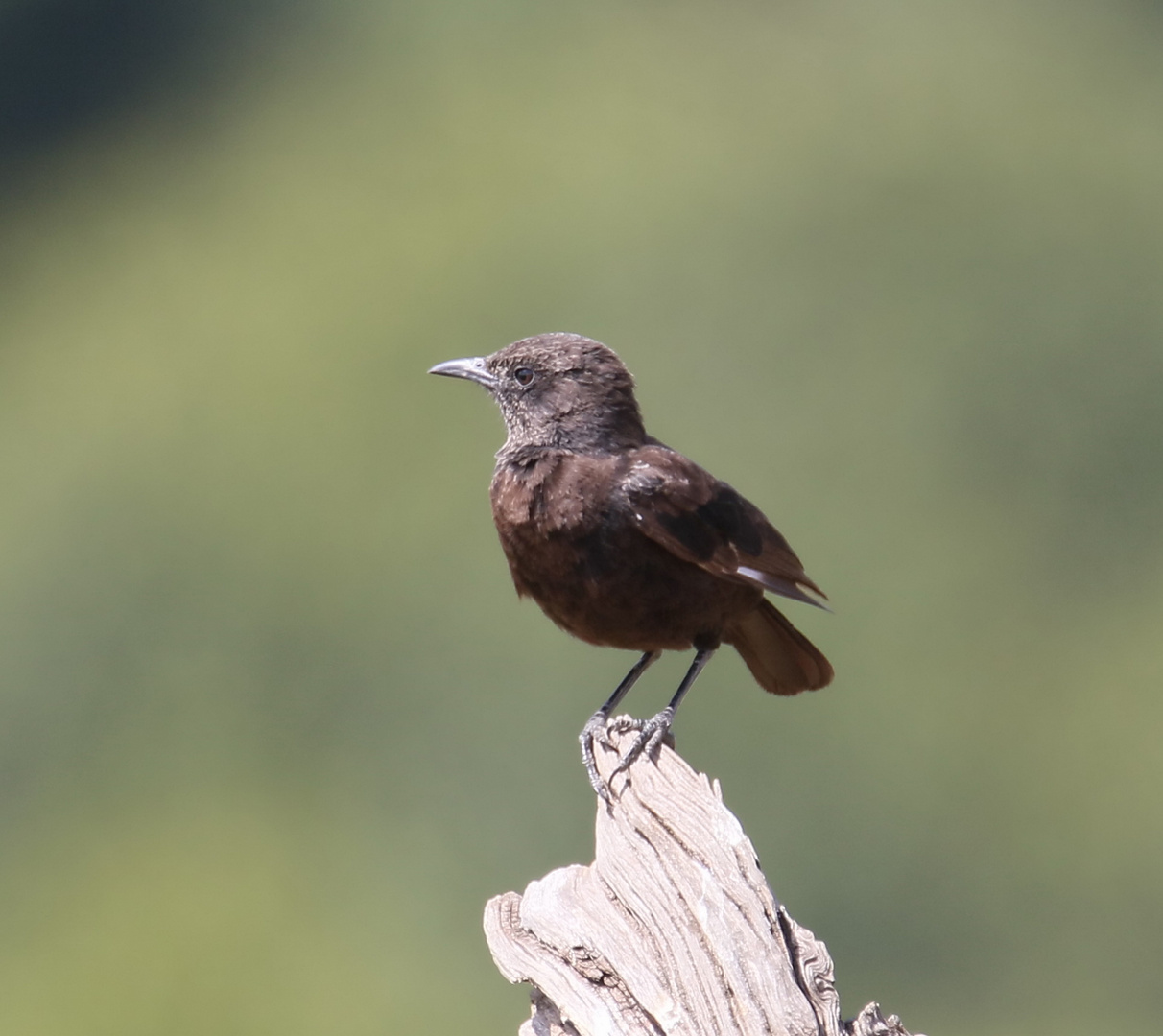 Safari Masai Mara 2016 - Sooty chat - Hadesschmätzer - Weibchen