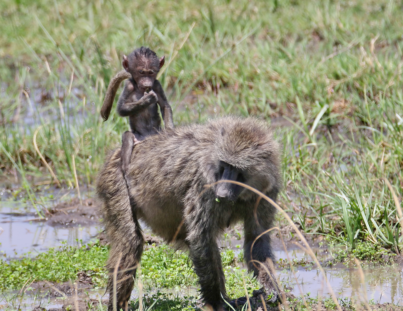 Safari Masai Mara 2016 - Steppenpavian mit Jungem