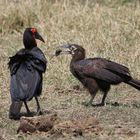 Safari Masai Mara 2016 - Südlicher Hornrabe - Bild 2