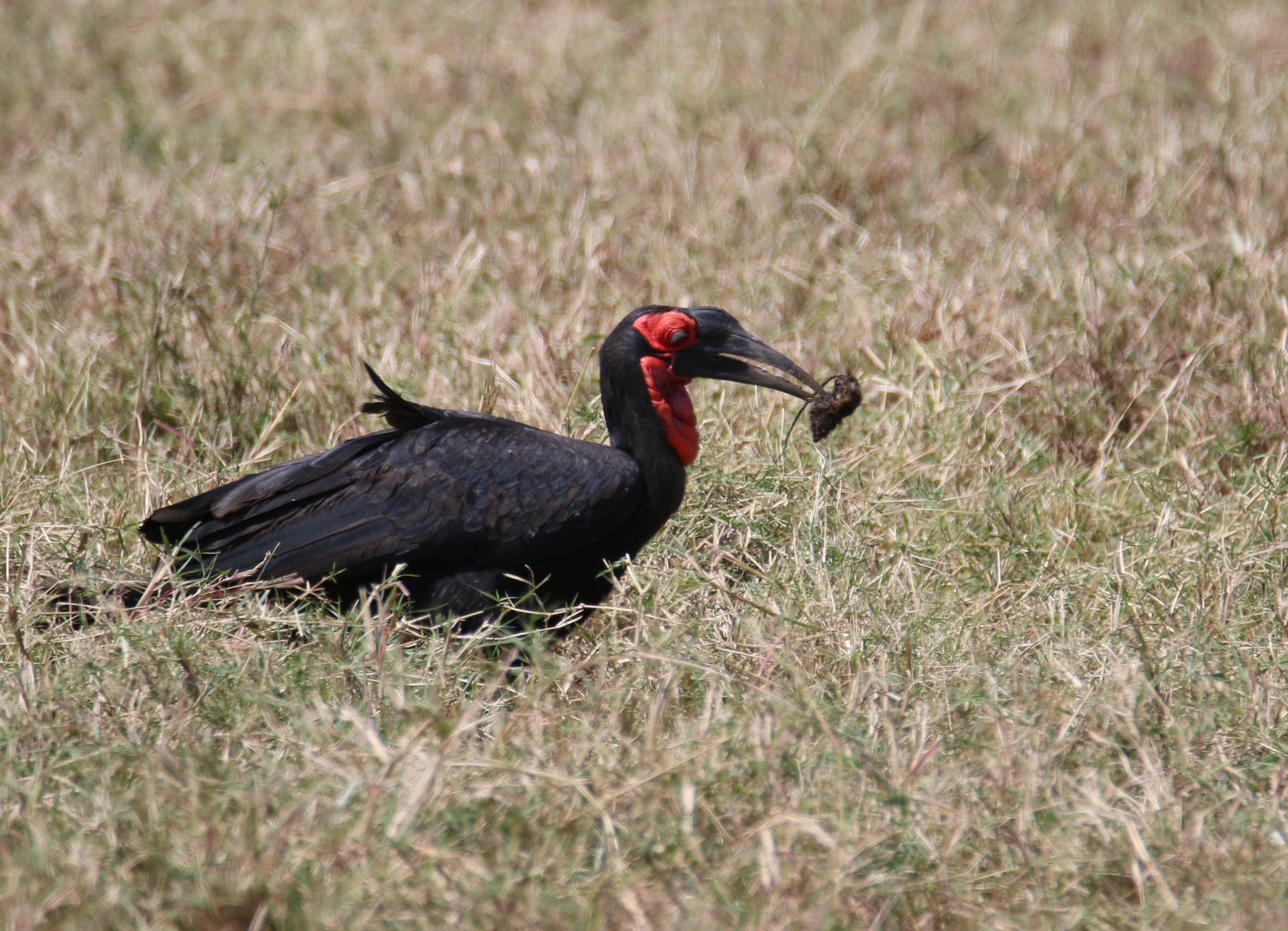 Safari Masai Mara 2016 - Südlicher Hornrabe Männchen - Bild 1