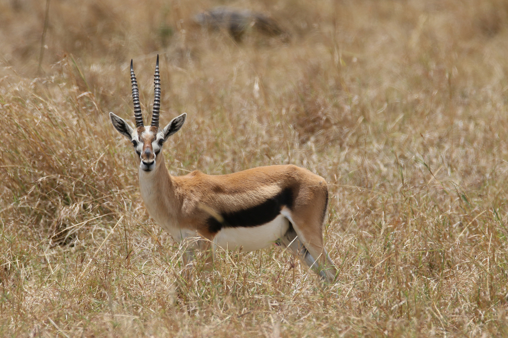 Safari Masai Mara 2016 - Thomson Gazelle Männchen