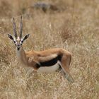 Safari Masai Mara 2016 - Thomson Gazelle Männchen