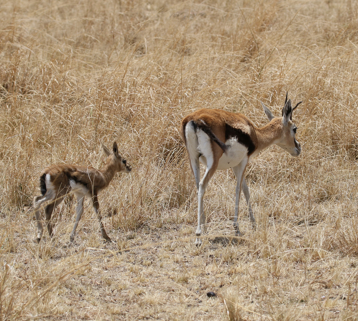 Safari Masai Mara 2016 - Thomson Gazelle mit Neugeborerem