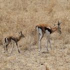 Safari Masai Mara 2016 - Thomson Gazelle mit Neugeborerem