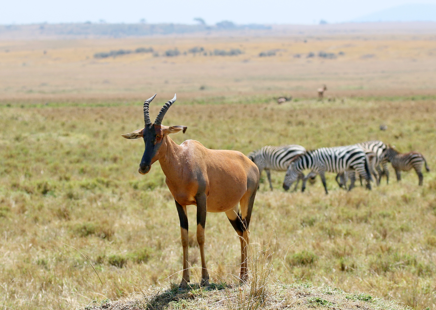 Safari Masai Mara 2016 - Topi Antilope – Leierantilope 