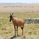 Safari Masai Mara 2016 - Topi Antilope – Leierantilope 