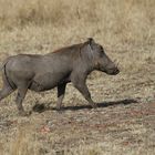 Safari Masai Mara 2016 - Warzenschwein