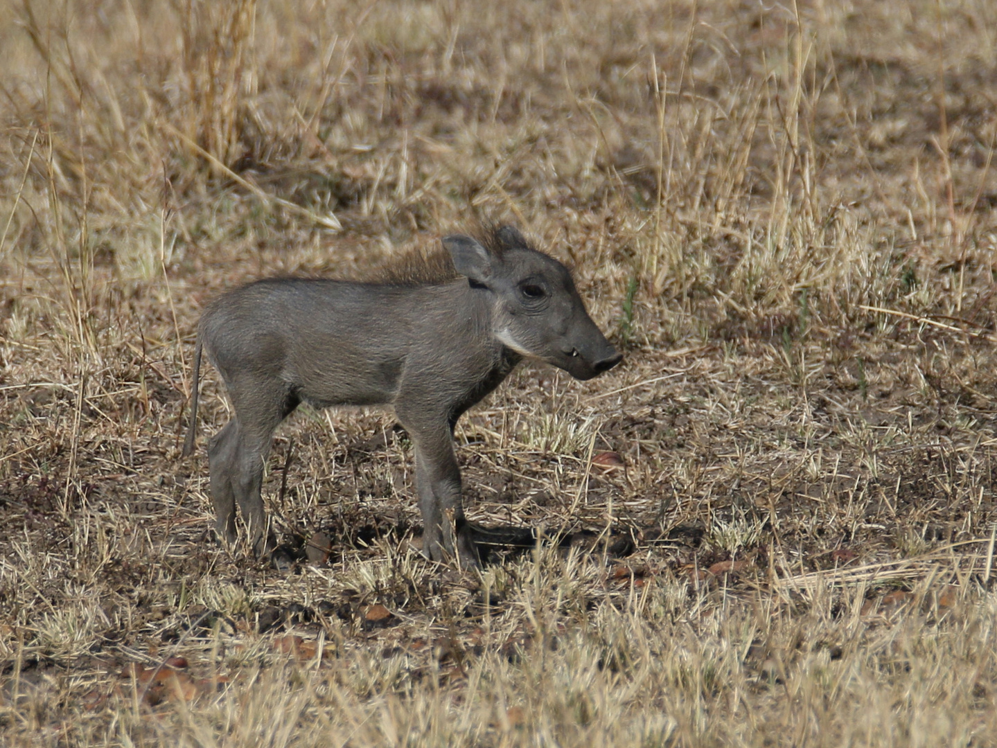 Safari Masai Mara 2016 - Warzenschwein Jungtier 