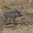 Safari Masai Mara 2016 - Warzenschwein Jungtier 