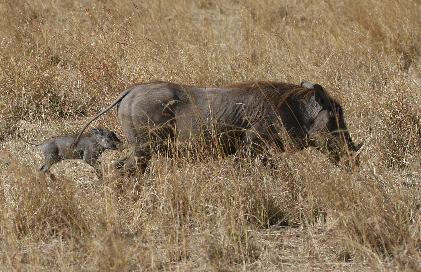 Safari Masai Mara 2016 - Warzenschwein mit Frischling