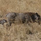 Safari Masai Mara 2016 - Warzenschwein mit Frischling