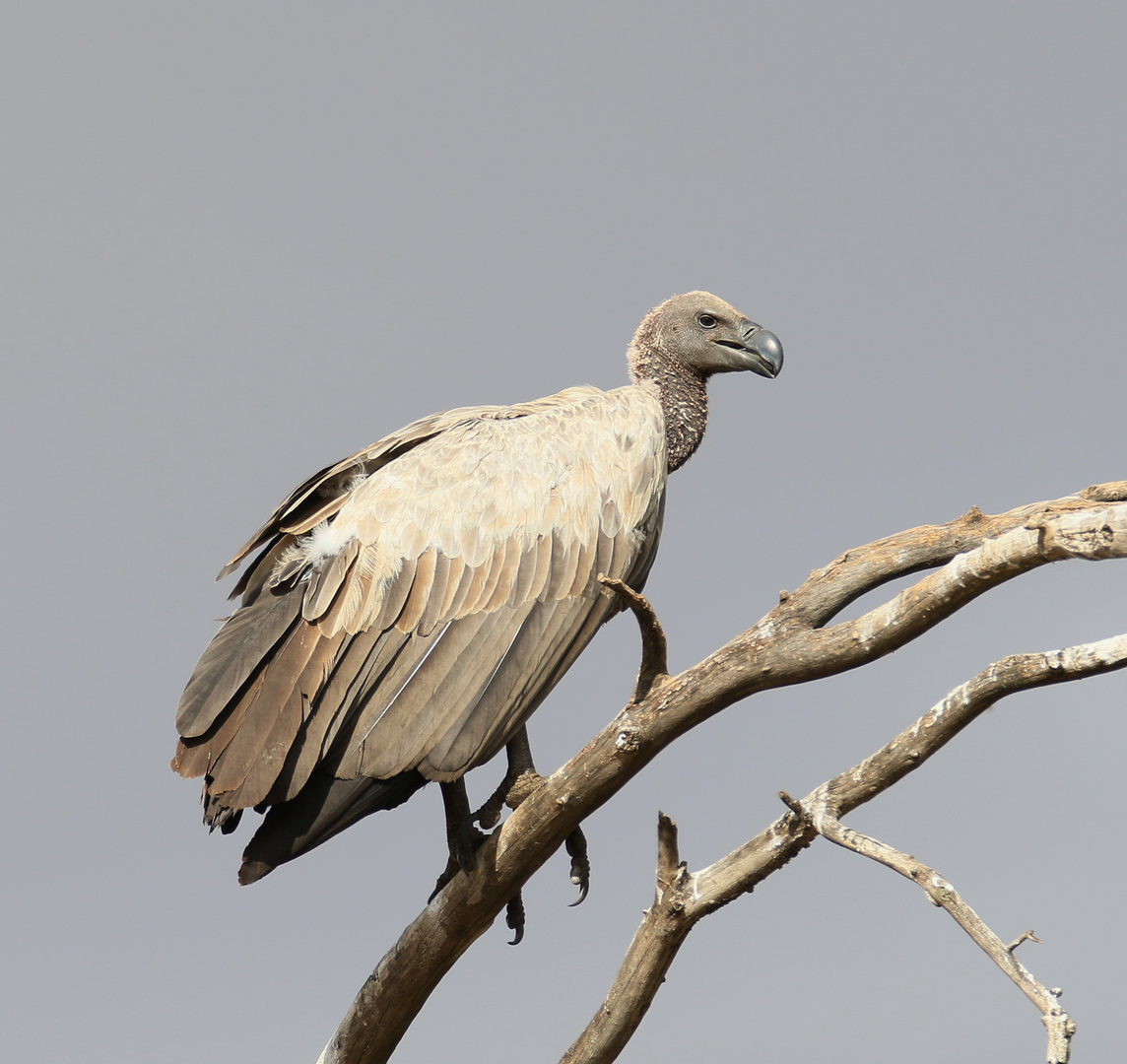 Safari Masai Mara 2016  - Weißrückengeier 