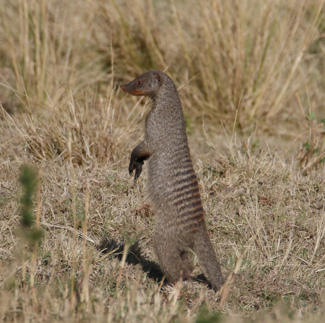 Safari Masai Mara 2016 - Zebramanguste 