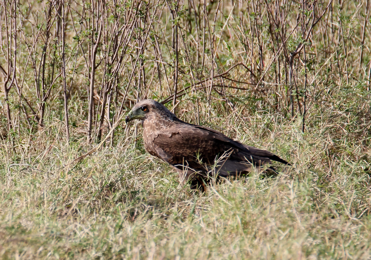 Safari Masai Mara - Gaukler - Jungvogel