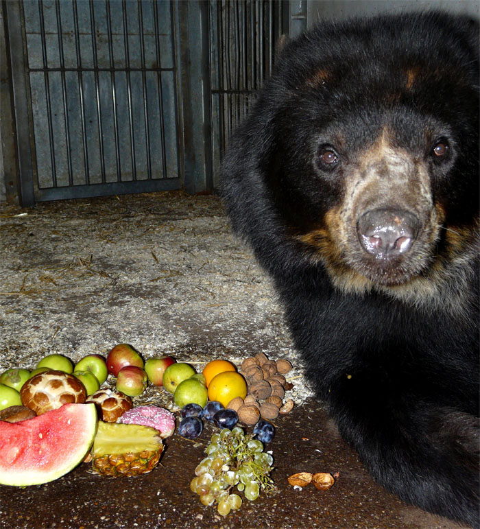 Safari- Nacht im Zoo Aschersleben