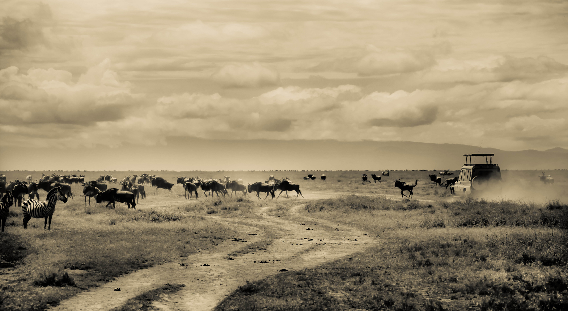 SAFARI ON THE MAKING - TANZANIA