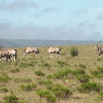 Safari ; Oryx-Antilopen