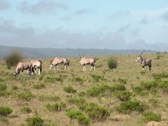 Safari ; Oryx-Antilopen