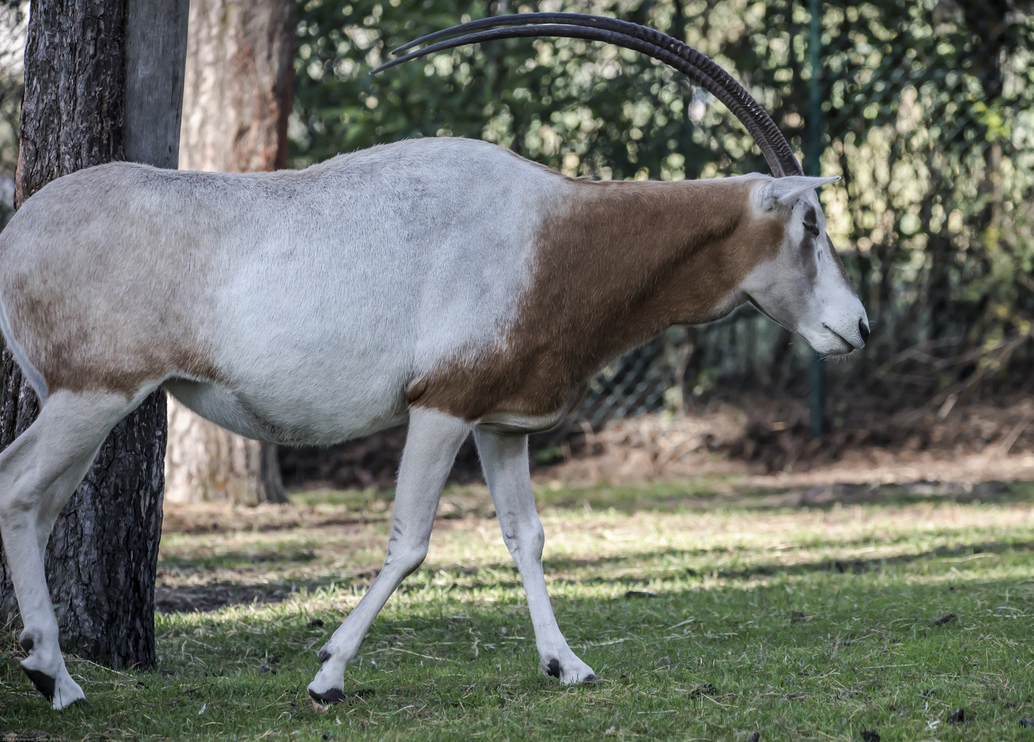 Safari Park  Hodenhagen