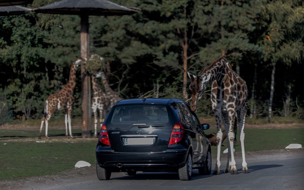 safari park hodenhagen wetter