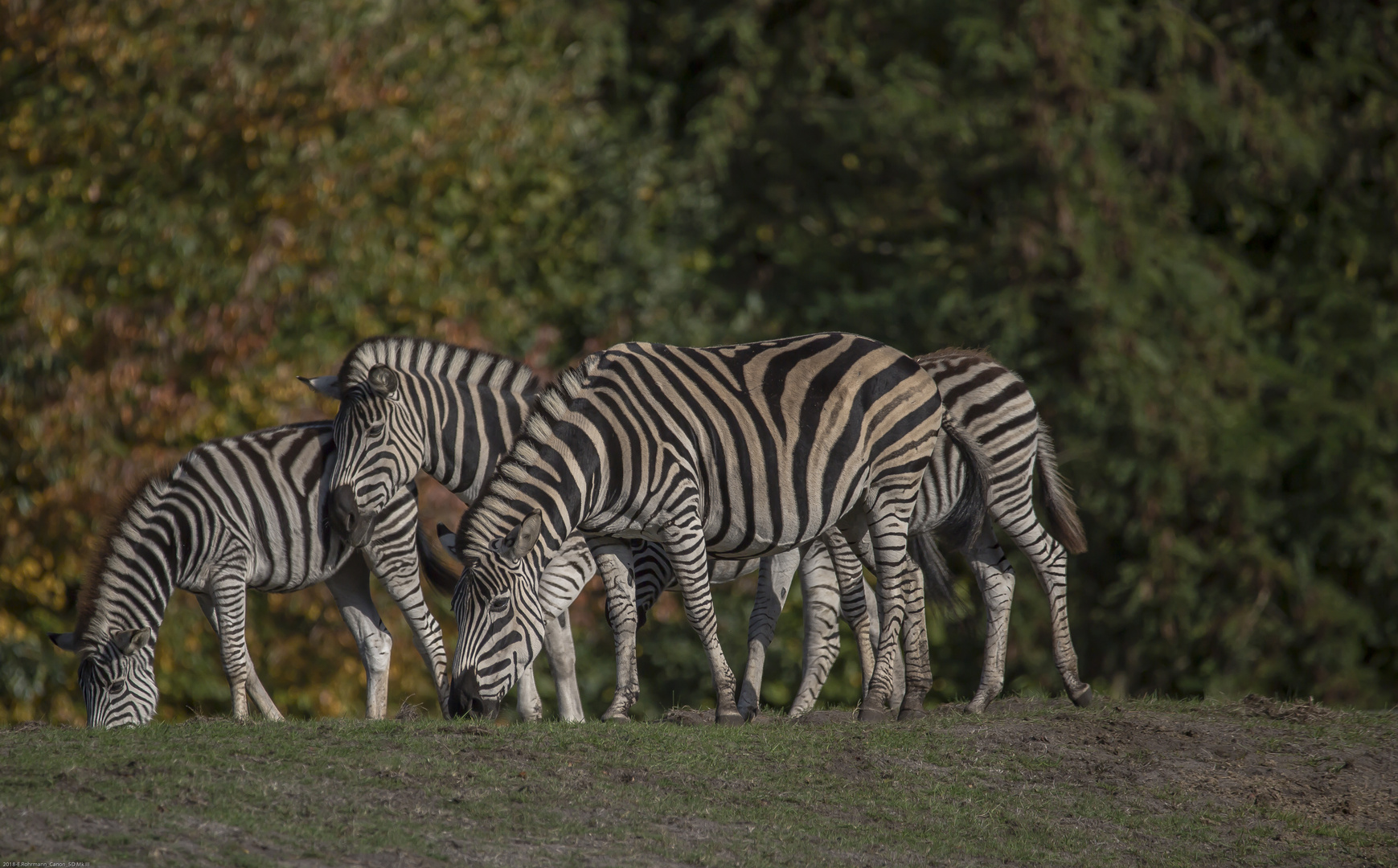 Safari Park Hodenhagen