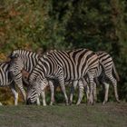 Safari Park Hodenhagen