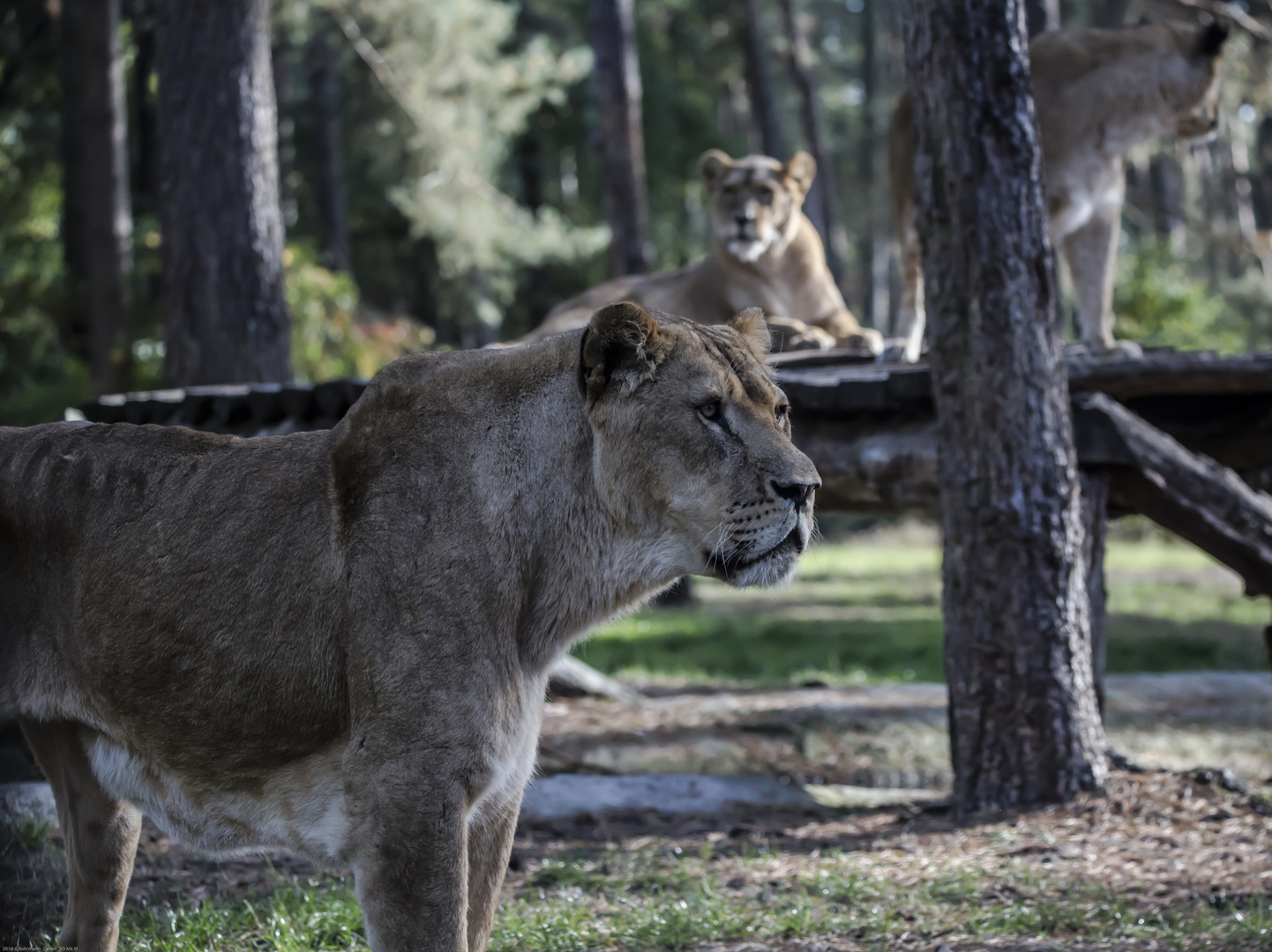 Safari Park Hodenhagen