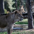 Safari Park Hodenhagen