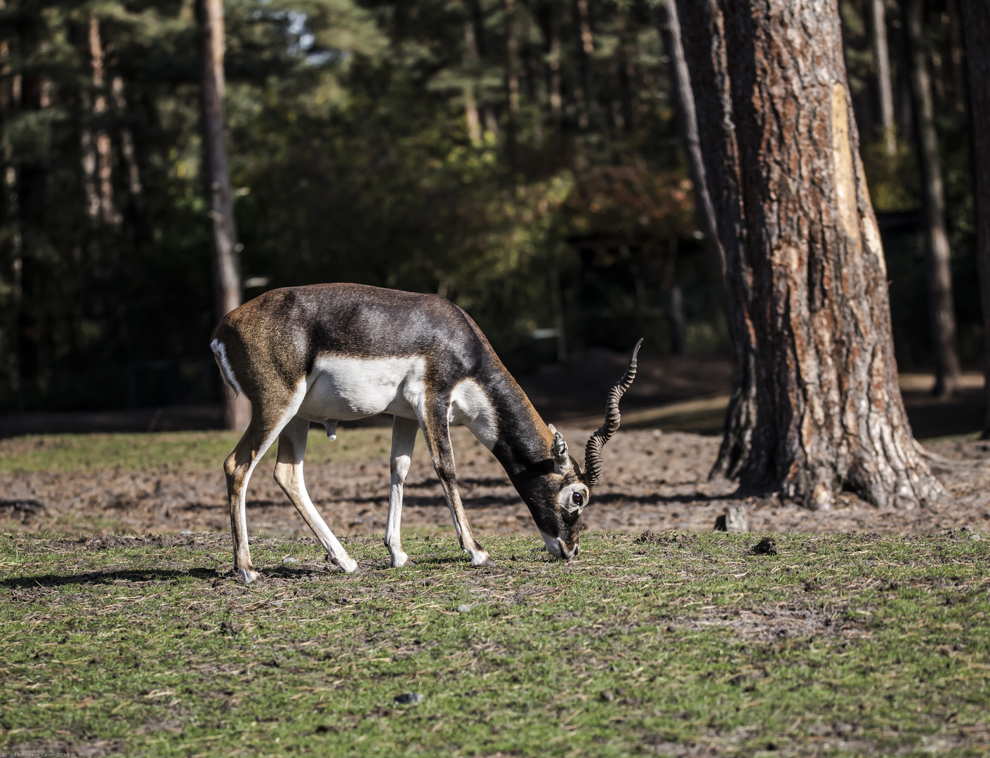 Safari Park Hodenhagen