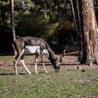 Safari Park Hodenhagen