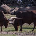 Safari Park Hodenhagen