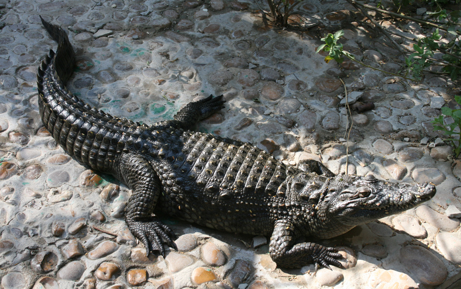 Safari-Park Kairo/Alexandria